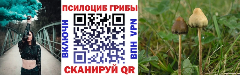 блэк спрут как зайти  Волгореченск  Псилоцибиновые грибы прущие грибы 